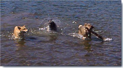 Pic: "Buck, Priam, and Tee in August 2000 at a Sierra lake near the family cabin of Helen and Steve Mader" - Size: 22k