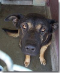 Pic: "Mestor in his cage at the Lakeport dog pound on August 5, 2006, the day we adopted him" - Size: 9k